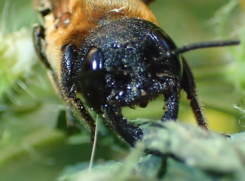 Apona ferita: Megachile sculpturalis (Apidae Megachilinae)